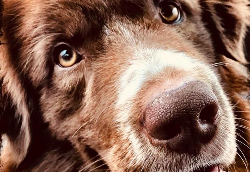 entlaufener vermisster hund