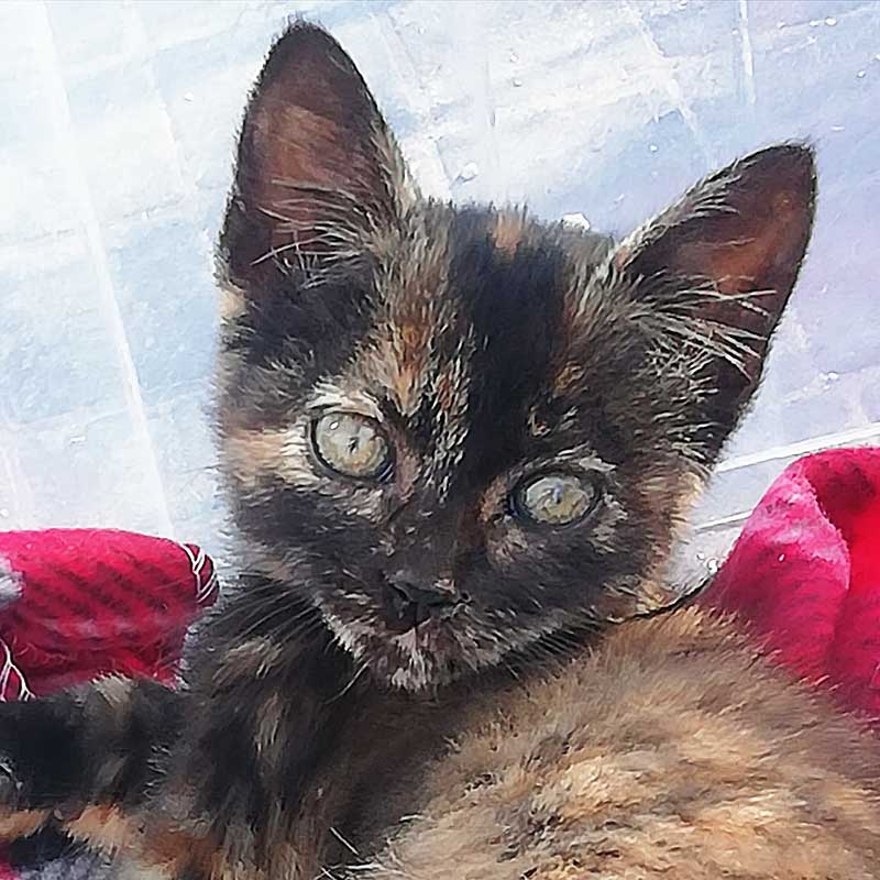 Kranke Katze