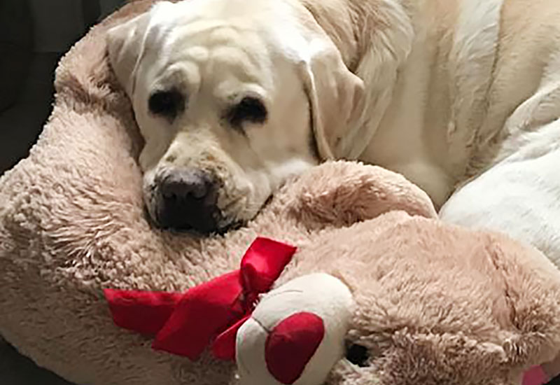 traerbegleitung haustier